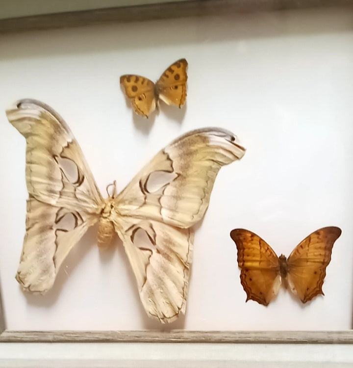 Framed Atlas Moth and Butterfly Specimens