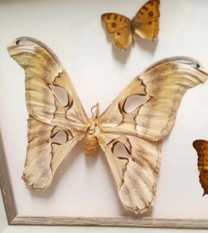 Framed Atlas Moth and Butterfly Specimens